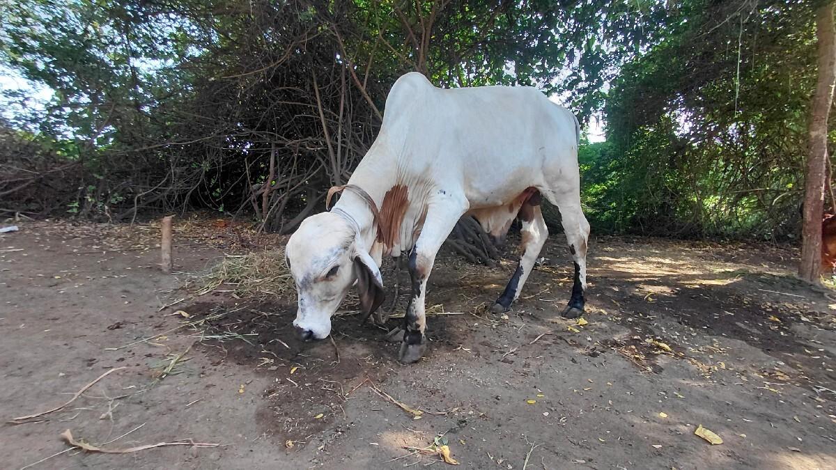 વેચવાનો છે વાછડો