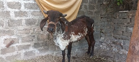 વાછડી વેચવાની છે