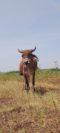 1 ગોધલો વેચવાનો છે