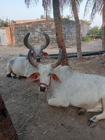 બળદ વેસવાના સે