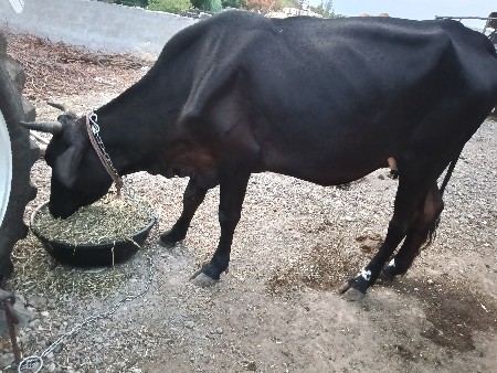 ગાશ