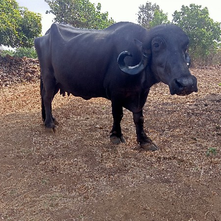 ભેંસ વેચવાની છે..