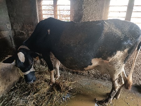 h f ગાય 8 મહિનો ગાભણ