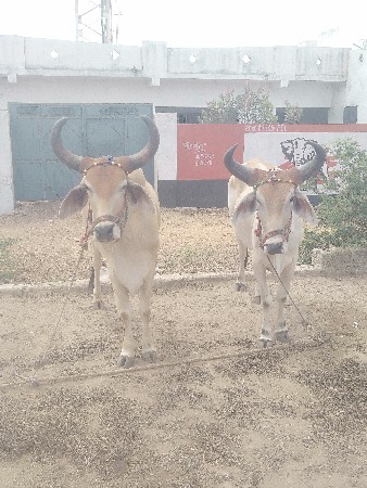 આગળ વેચવાના છે