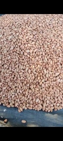 39 નંબર મગફળી ના દાણા