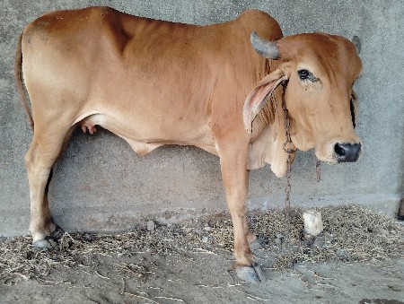 vechvani