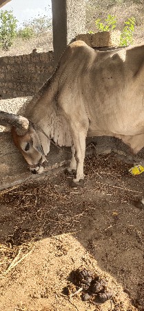 બડધવેચવાનાછે