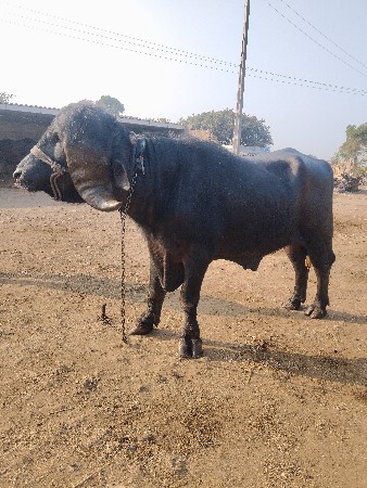 પાડો વેસવા નો છે