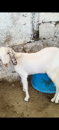 Budhi Bakri vriddhi se
