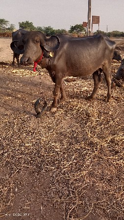 ખડેલી છે