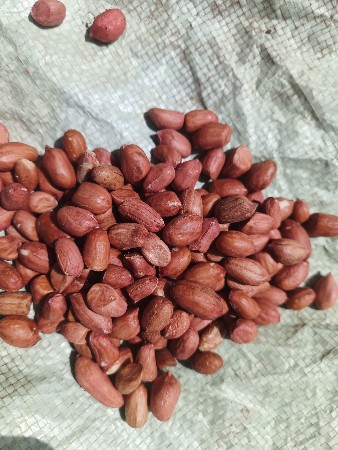 G 22 બિયારણ છે 
7 મણ