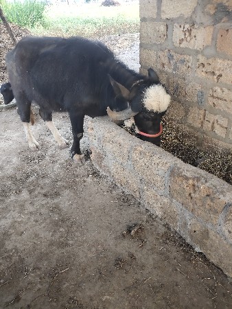 ૩ વરશ નિ છે