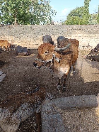 દેશી ગાય