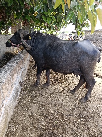 ભેંસ વેચવાની છે