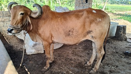 બળદ દેશી છે
