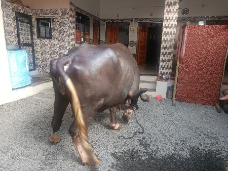 ભેંસ વેચવાની છે