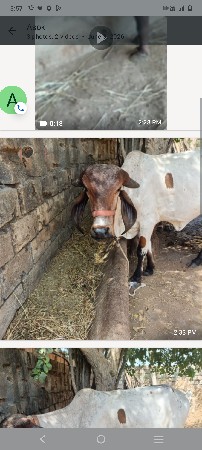 વોડકી વેચવાની છે લીલડી