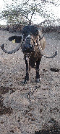 9724615265