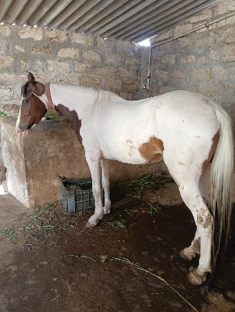 ચાલુ થા ણ ની