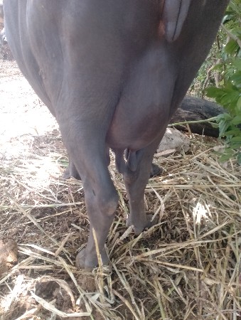 ભેંસ વેસવાનિ છે વેતર ત્રિજુ
