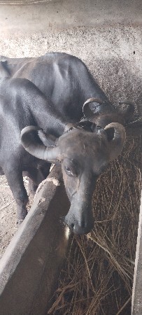 બે ભેસ હું વેચવાની છે