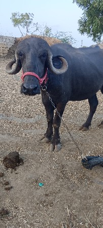 ખડેલી વેચવાની છે