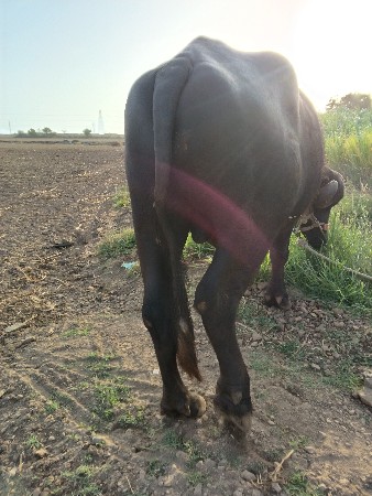 પાડો વેશવાનો શે