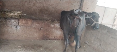 ભેસવેસવાનીછે