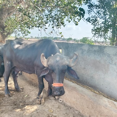 ૨ વેતરની ભેંસ વેચવાની છે