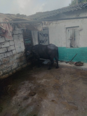 આ ખડેલિ વેચવાનિછે