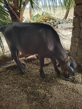 પાડી દેવાની છે