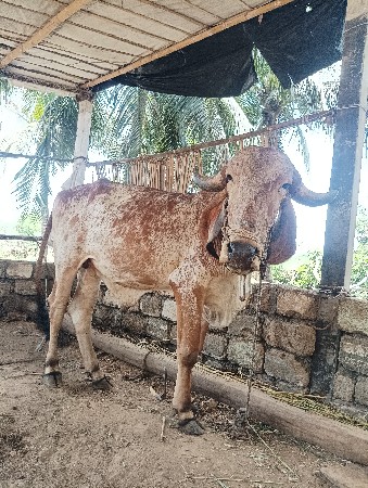 ગોઢલો વેંચવાનો છે