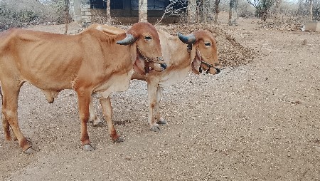 ગોઢલા વેચવાના છે