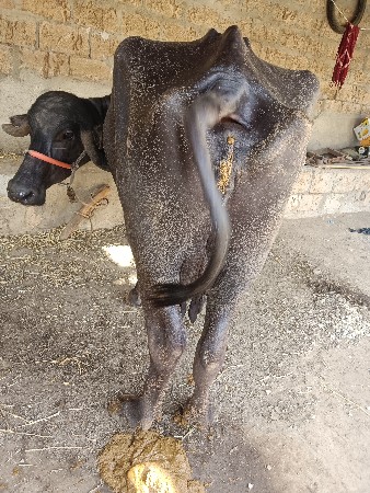 ભેંસ વેચવાની છે