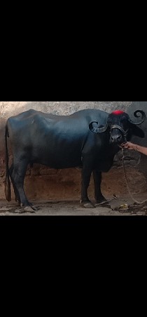 ભેંસ વેચવાનું છે
