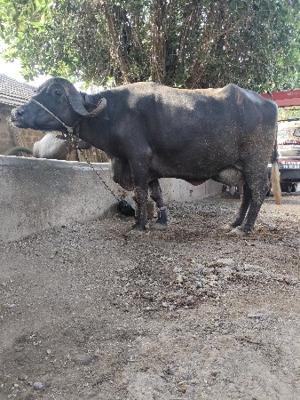 વેચવાની