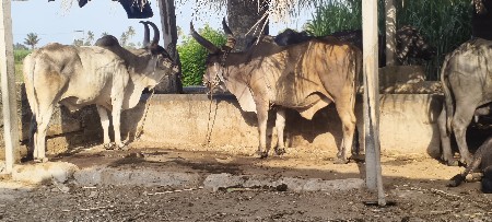 વેચવાના સે બળદ