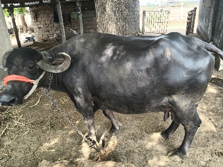 ભેંસ વેચવાની છે