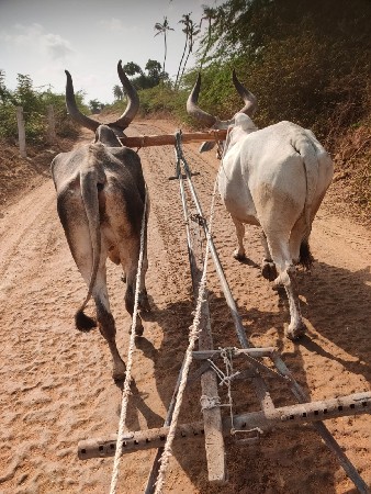 બળદ વેચવાના છે