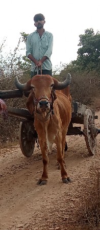 ગોઢલો વેચવાના છે