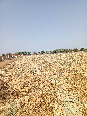 જુવાર વેચવાની છે