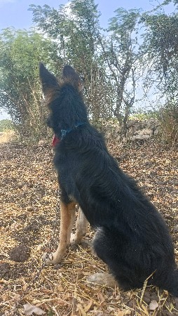 German shepherd Vishvano se
