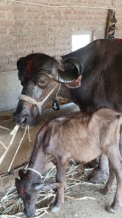 પારેટી ભેંસ વેચવાની તેમજ સાટા