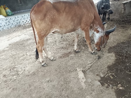 બડધગોઠલા