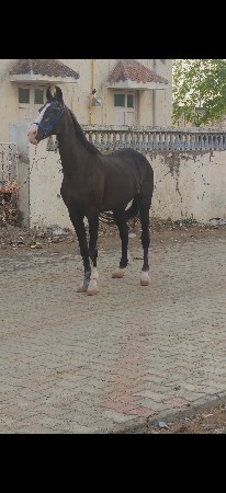 ઘોડિ છે