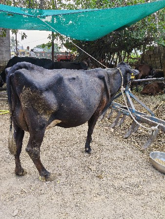 જર્સી