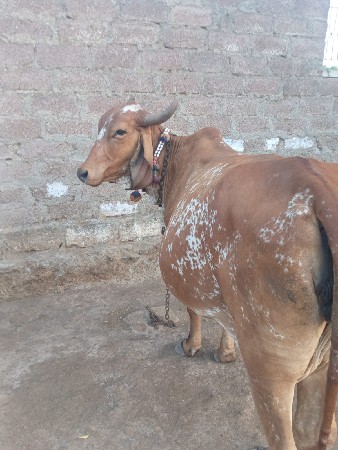 2 ગાય વેચવાની છે