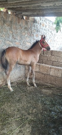 વસેરી વેસવાની છે