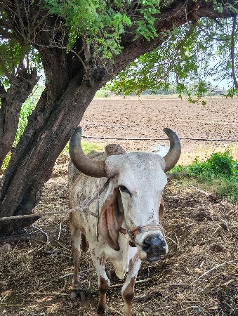 બળદ વેસવાના છે