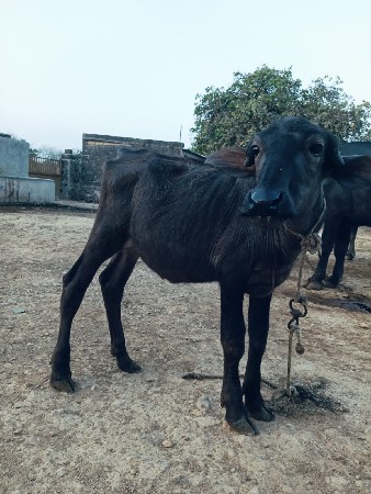 આ પાડો વેચવાની છે